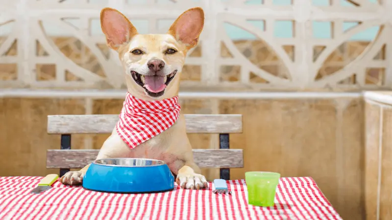 Discover the Top Vet-Recommended Dog Foods for Optimal Canine Health – See the List!